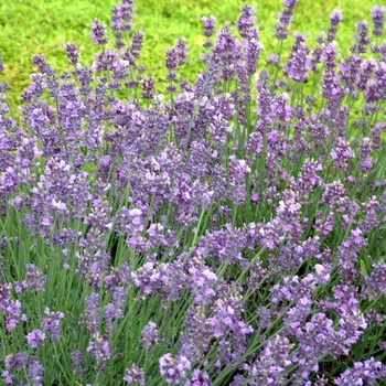 Lavandula angustifolia - Lavender 'Munstead'