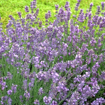 Lavandula Angustifolia 'Munstead' - Lavender