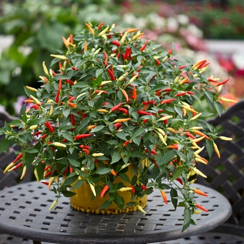 Hot Pepper - Pepper 'Basket of Fire'