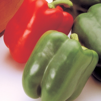 Capsicum annuum 'Aristotle' - Aristotle Pepper