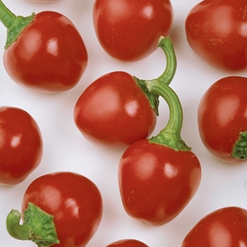 Capsicum annuum 'Cherry Pick' - Sweet Pepper