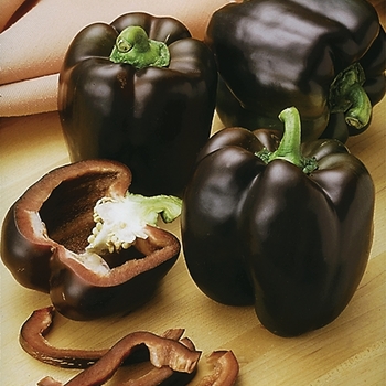 Sweet Bell Pepper - Pepper 'Chocolate Beauty'