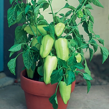 Capsicum annuum 'Gypsy' - Gypsy Pepper