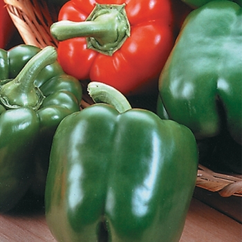 Sweet Bell Pepper - Pepper 'King Arthur'