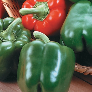 Capsicum annuum 'King Arthur' - King Arthur Sweet Pepper