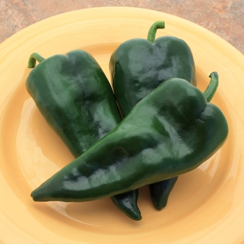 Capsicum annuum 'Mosquetero' - Mosquetero