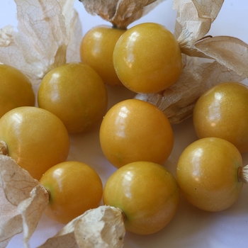 Physalis edulis - Ground Cherry 'Aunt Molly's' 