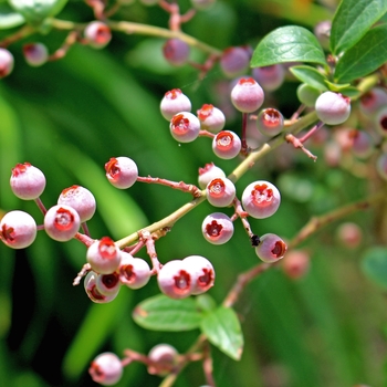 Vaccinium angustifolium - Blueberry 'Pink Popcorn'