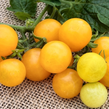 Lycopersicon esculentum - Little Birdy 'Yellow Canary'