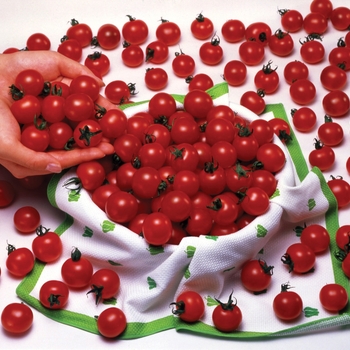 Cherry Tomato - Tomato 'Sweet Million'
