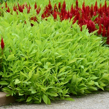 Ipomoea batatas - Sweet Potato Vine 'SolarPower Lime'