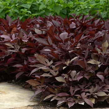 Ipomoea batatas - Sweet Potato Vine 'SolarPower Red'