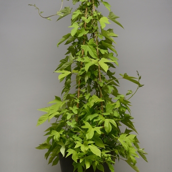 Ipomoea batatas (Sweet Potato Vine) - SolarTower ''Lime''