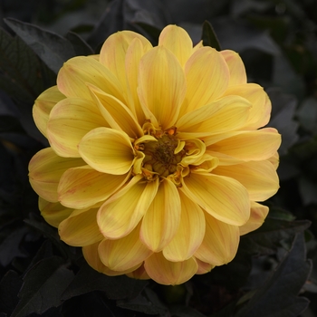 Dahlia hybrida - Dahlia 'City Lights Golden Yellow'