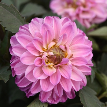 Dahlia hybrida - Dahlia 'City Lights Lavender Pink'