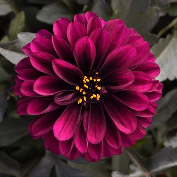 Dahlia 'City Lights Purple' - Dahlia