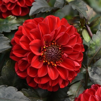 Dahlia hybrida - Dahlia 'City Lights Red'
