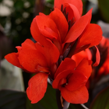 Canna x generalis - Cannova® Bronze Scarlet