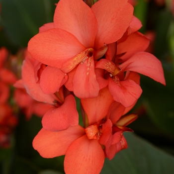 Canna x generalis - Canna Lily 'Cannova Red Shades'