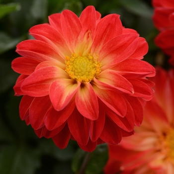 Dahlia hybrida - Dahlia 'Dalaya Red+Yellow Eye'