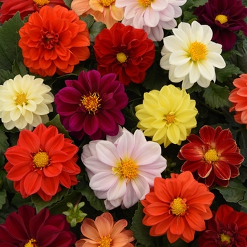 Dahlia hybrid - Dahlia 'Figaro Mix'