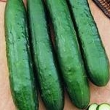 Cucumis sativus 'Burpless Supreme' (Cucumber) - Burpless Supreme Cucumber