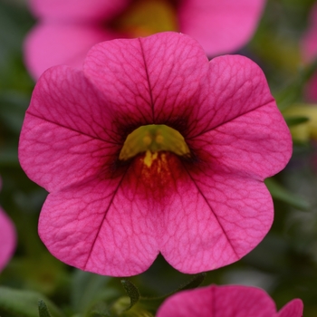 Calibrachoa (Million Bells) - Calibrachoa 'Conga Rose'