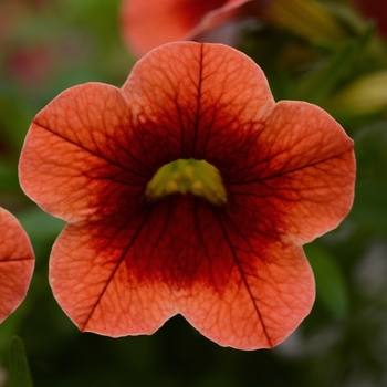 Calibrachoa (Million Bells) - Calibrachoa 'Conga Orange Kiss'