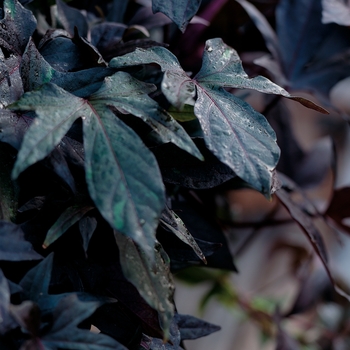 Ipomoea batatas - Blackie Ipomoea, Sweet Potato Vine