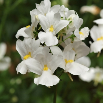Nemesia - Nemesia 'Innocence'