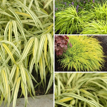 Hakonechloa - Japanese Forest Grass