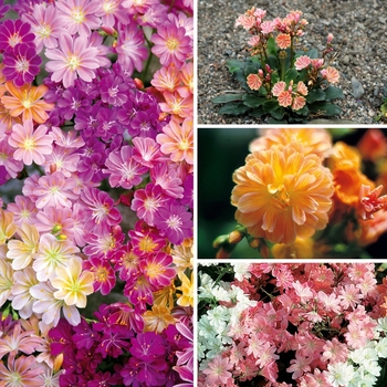 Lewisia - Lewisia