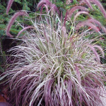 Pennisetum setaceum - Cherry Sparkler