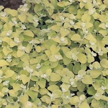 Helichrysum petiolare - Lemon Licorice