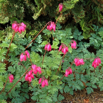 Dicentra - Bleeding Heart 'Amore Series'