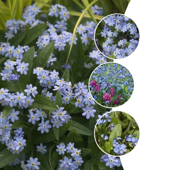 Myosotis - Forget-Me-Not 'Victoria Blue'
