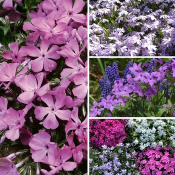 Phlox subulata - Phlox 'Creeping Varieties'