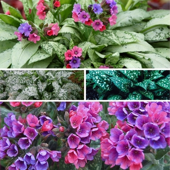 Pulmonaria - Lungwort 'Multiple Varieties' 
