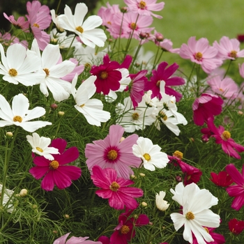Cosmos bipinnatus - Cosmos 'Sensation Mix'