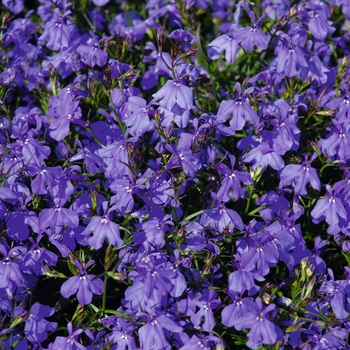 Lobelia erinus (Trailing) - Lobelia 'Magadi Basket Dark Blue'