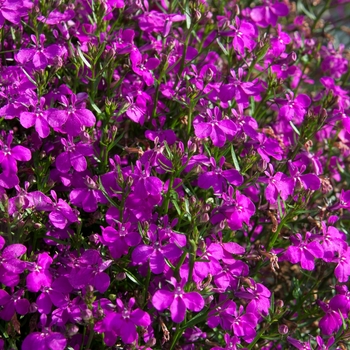 Lobelia erinus (Trailing) - Lobelia 'Magadi Basket Dark Purple'