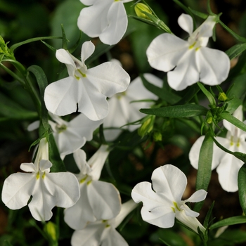 Lobelia erinus (Trailing) - Lobelia 'Magadi 'Basket White'