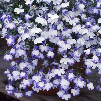 Lobelia erinus 'Regatta Blue Splash' - Regatta Lobelia`