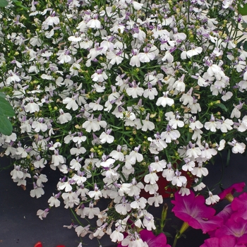 Lobelia erinus 'Regatta Lilac Splash' - Regatta Lobelia