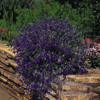 Lobelia erinus 'Regatta Marine Blue' - Regatta Lobelia