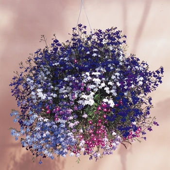 Lobelia erinus - Lobelia 'Regatta Mix'