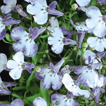 Lobelia erinus - Lobelia 'Riviera Blue Splash'