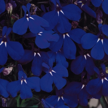 Lobelia erinus - Lobelia 'Riviera Midnight Blue'