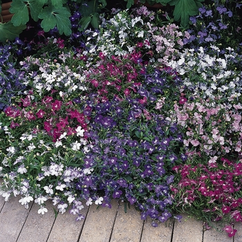Lobelia erinus - Lobelia 'Riviera Mix'
