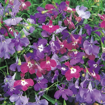Lobelia erinus - 'Riviera Springtime Blues Mix'